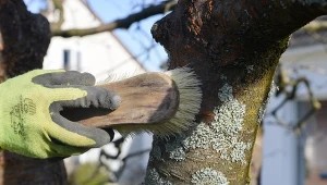 Czyszczenie kory drzew owocowych to ważny zabieg, który wpływa na wzrost oraz zdrowie twoich roślin.