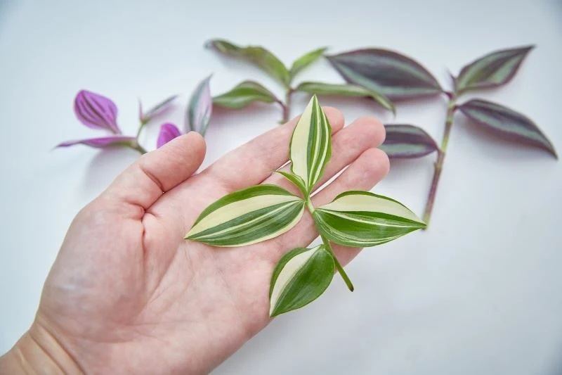 Ukorzenianie się łodyżki przebiegnie szybko, a nowa roślinka będzie do złudzenia przypominać okaz-matkę