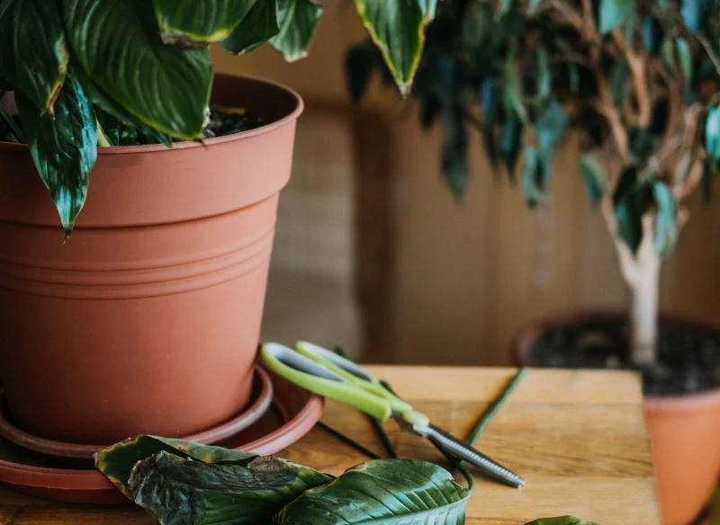 Suche liście skrzydłokwiatu sprawiają, że roślina przestaje wyglądać efektownie