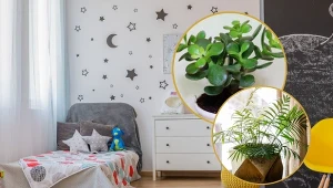 Podpowiadamy, jakie rośliny doniczkowe idealnie nadają się do pokoju dziecka.