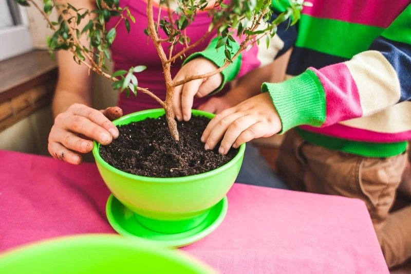 Nie wszystkie rośliny doniczkowe można postawić w pokoju dziecka