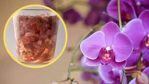 Storczyk nie kwitnie? Zasil go domową odżywką.