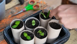 Nie wyrzucaj ich do kosza, zgromadź solidny zapas i wykorzystaj przy rozsadach.