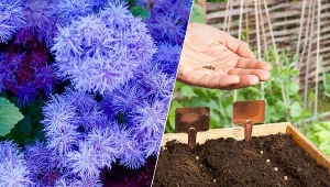 Wyjątkowe, niebieskie kwiaty zaleją rabaty ciepłą wiosną, jeśli tylko odpowiednio wcześnie zadbasz o wysiew.