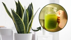 Sansewieria nie tylko oczyszcza powietrze, ale również ma właściwości prozdrowotne.