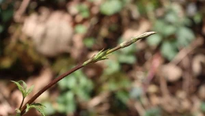 W Niemczech, Belgii czy Holandii młode pędy chmielu są traktowane jako rarytas wart zapłacenia nawet 1000 euro za kilogram.