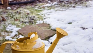 Nie każdy wie, że część roślin w ogrodzie trzeba podlewać przez cały rok – również zimą.