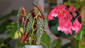 Kiście różowych baldachów zwisają w dół. Oryginalna odmiana begonii koralowej wchodzi na salony