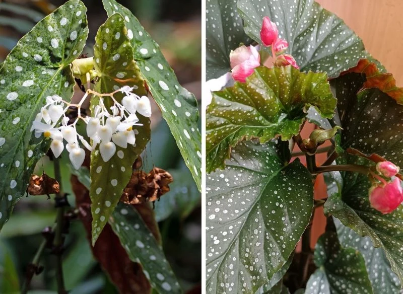 Begonia 'Tamaya' kwitnie na biało lub koralowo, a jej gęste, w pełni wykształcone grona zwisają z mięsistych łodyg