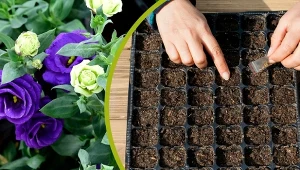 Dowiedz się, jak wysiać eustomę na rozsadę krok po kroku.