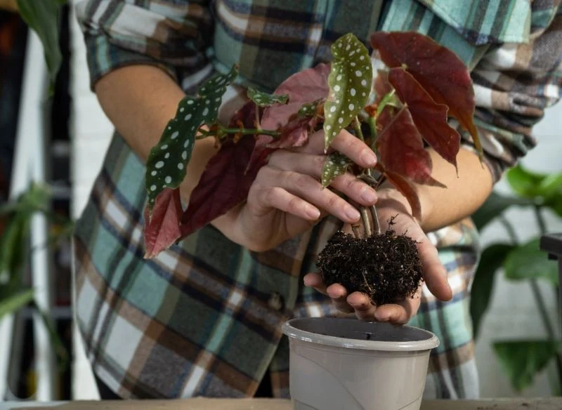 Nie zostawiaj młodej begonii w podłożu produkcyjnym, przesadź ją do odżywionej gleby o większej przepuszczalności