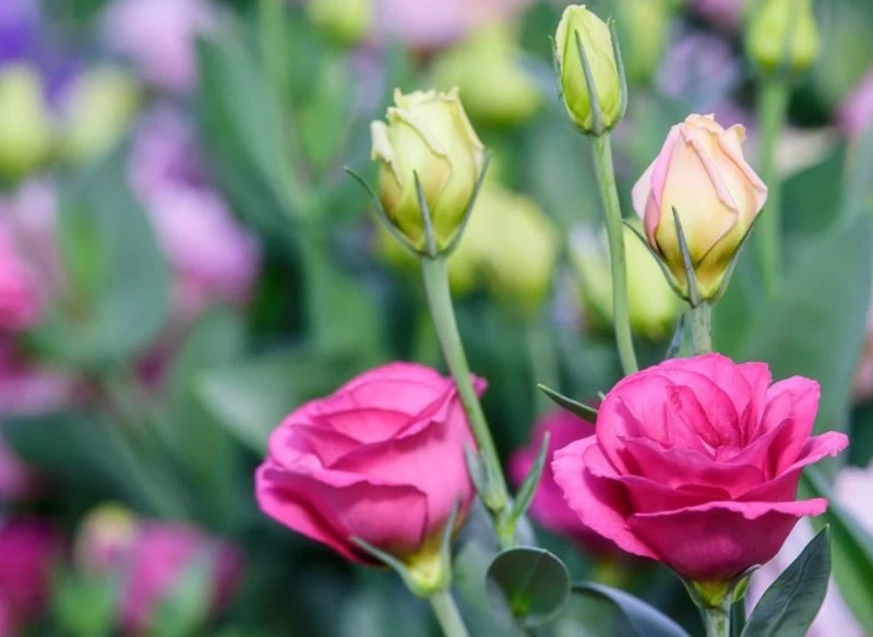 Eustomy zachwycają barwnymi kwiatami, które przypominają róże lub piwonie