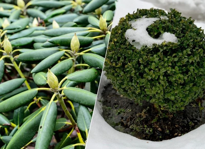 Różaneczniki i bukszpany potrzebują podlewania zimą