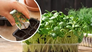 Co zrobić ze starych nasion? Wysiej, szybko wyrosną mikrolistki