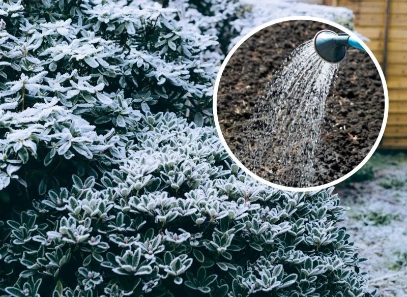 Podczas zimowego podlewania roślin w ogrodzie trzeba się trzymać kilku zasad, aby im nie zaszkodzić