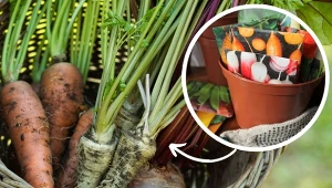 Nie wiesz, na jakie odmiany warzyw się zdecydować?