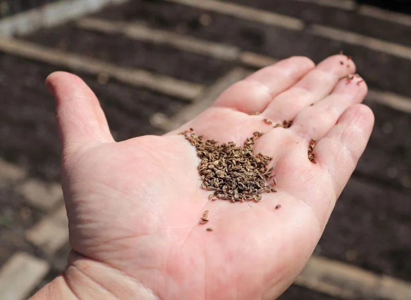 Jedno opakowanie nasion często wystarczy na obsianie całej grządki