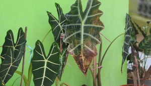 Dlaczego liście alokazji żółkną i opadają? Tak utrzymasz ją przy życiu