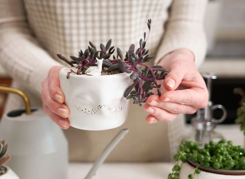 Wiele gatunków sukulentów nie potrzebuje wysokich doniczek ze względu na płytki system korzeniowy