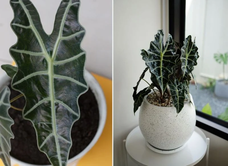 Alokazja jest piękna, ale wymagająca