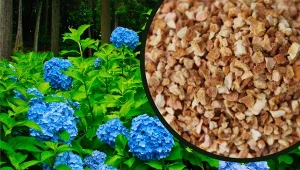 Chcesz, żeby hortensja zakwitła na niebiesko? Zasil ją domową odżywką.