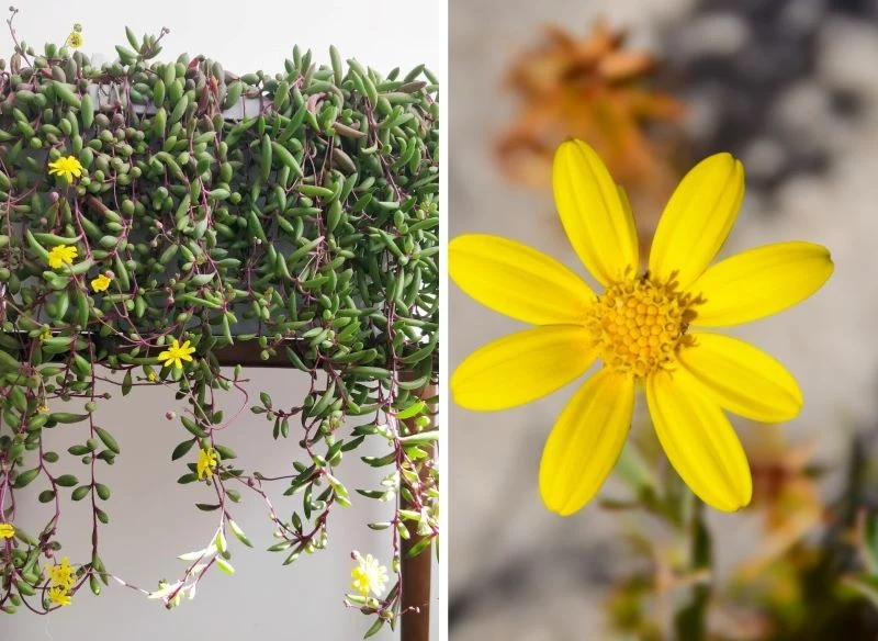 Wypielęgnowana roślina, nawet jeśli nie zmieni koloru na fioletowy, na wiosnę pokryje się intensywnie żółtymi kwiatami