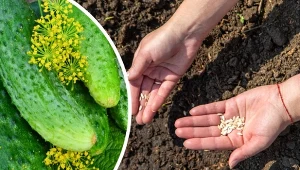 Poznaj najlepsze odmiany ogórka gruntowego. Zdrowe i obfite plony gwarantowane.