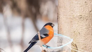 Gil charakteryzuje się intensywnie czerwonym brzuszkiem.