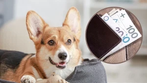 Za posiadanie kilku psów w wielu gminach powinien zapłacić każdy, właścicieli jednego pupila mogą obowiązywać ulgi.