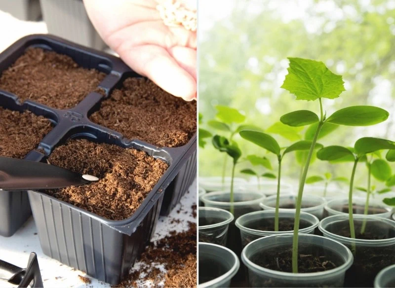 Kochają ciepło i słońce, nie cierpią przesadzania