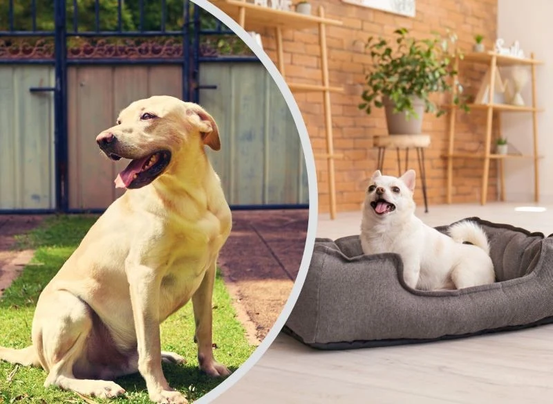 Sprawdź, ile zapłacisz za psa w bloku, a ile za pupila w domu jednorodzinnym