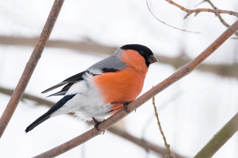 Możemy poczęstować gila słonecznikiem, płatkami owsianymi czy prosem