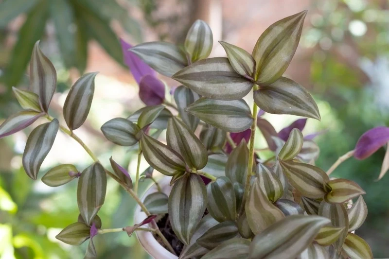 Trzykrotka lubi miejsca ciepłe i słoneczne