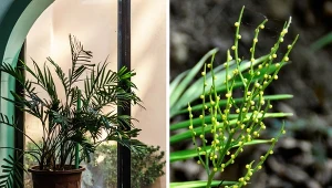 Chamaedorea elegans to urokliwa palma. Jej największy atut to pierzaste liście, a także kwiaty o wyjątkowym wyglądzie.