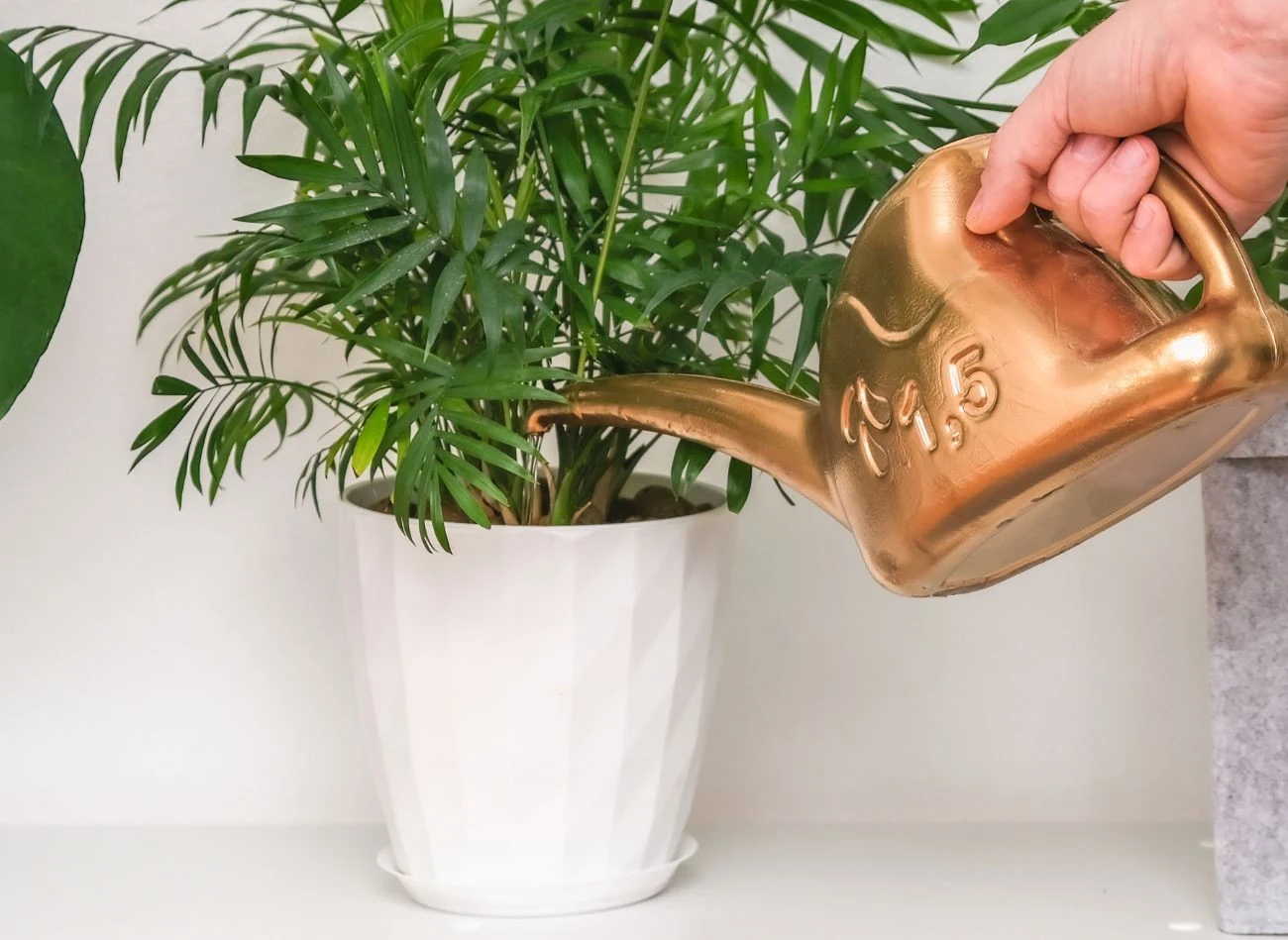 Chamedora lubi systematyczność w podlewaniu