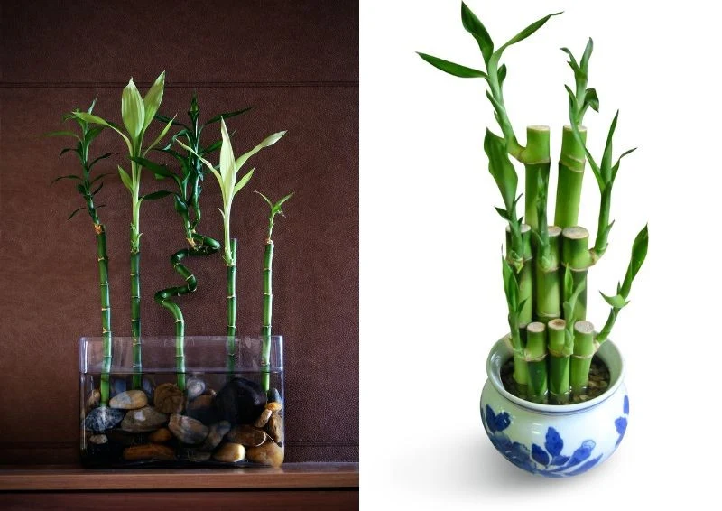 Lucky bamboo można uprawiać na dwa sposoby