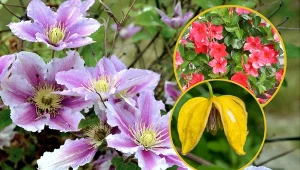 Wybierz najpiękniejsze kwitnące pnącza do ogrodu, które będą nie tylko jego ozdobą.