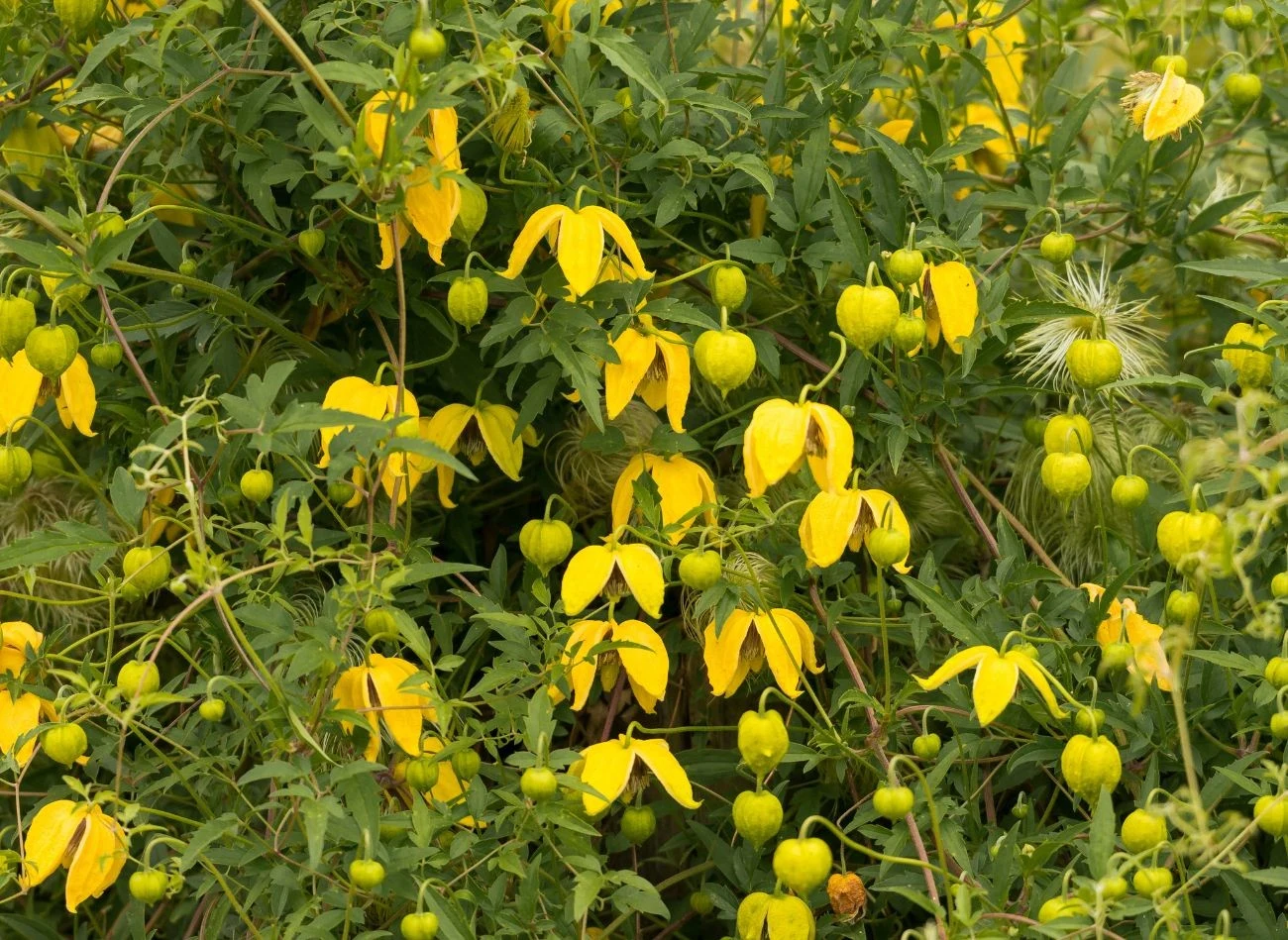 Zjawiskowo kwitnący powojnik tangucki
