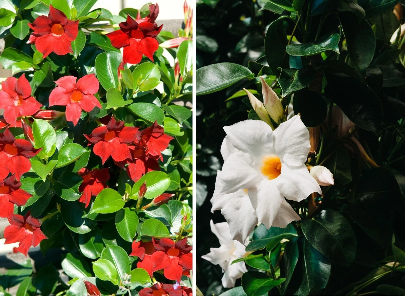 Sundaville - jedne z najpięknieszych kwitnących pnączy