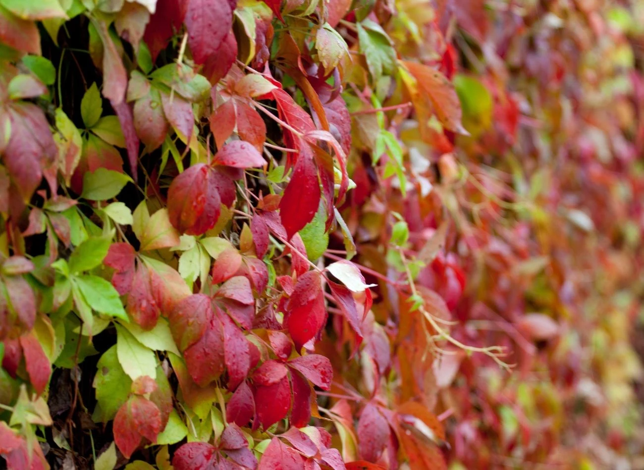 Winobluszcz nie wymaga specjalnej troski, potrafi jednak zaskoczyć feerią barw liści, zmienną według pór roku