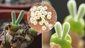 Sukulent "królik" ma bardzo oryginalny wygląd.