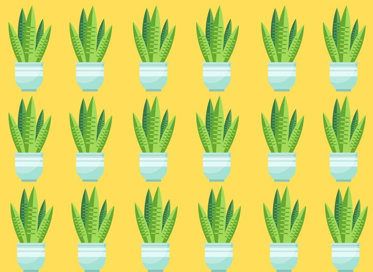 Która sansewieria jest inna