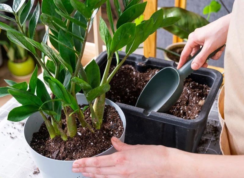 Zamiokulkas po przesadzeniu rośnie wolniej