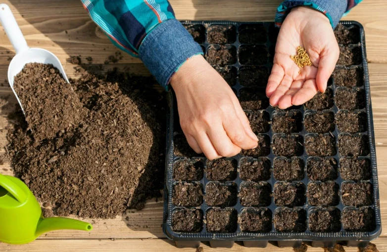 Wybór nasion wpływa na jakość, wydajność i zdrowie plonów