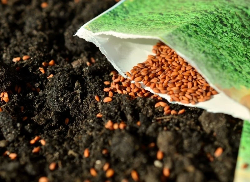 Produkcja nasion F1 jest bardzo skomplikowana i wymaga przeprowadzenia testów