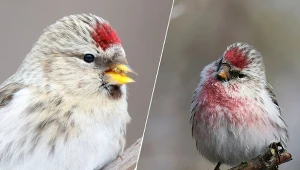 Karminowa plama na głowie to znak rozpoznawczy czeczotki.