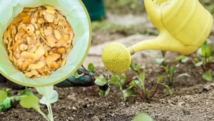 Obierki z ziemniaków można wykorzystać do nawożenia roślin.