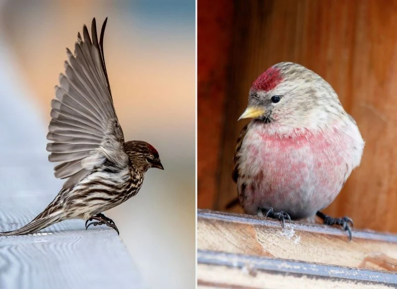 Samiec i samica czeczotki nieco różnią się wybarwieniem piór