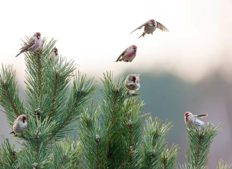 Niektóre czeczotki zostają w naszym kraju na zimę