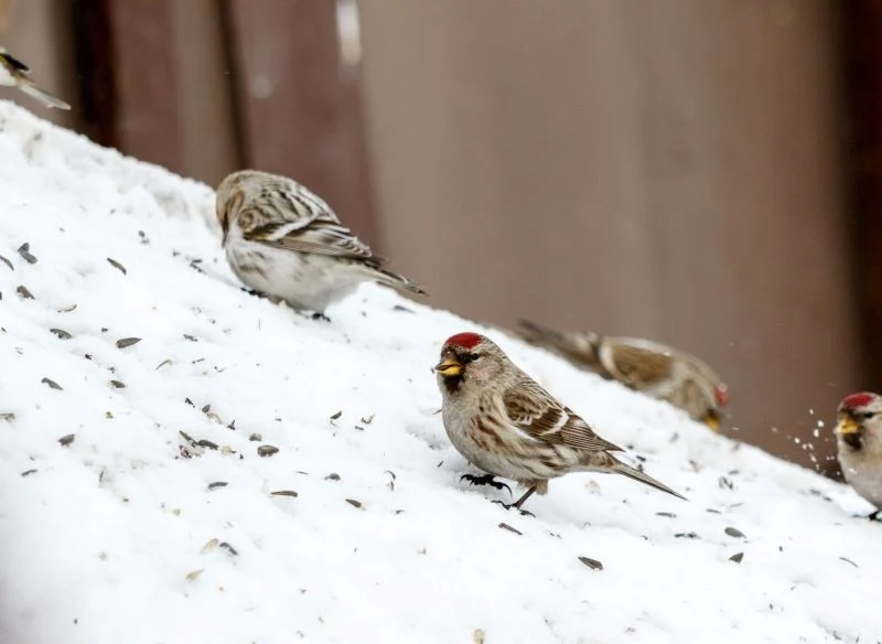 Zimą czeczotki szukają nasion roślin w śniegu